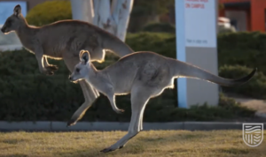 Kangaroos on campus